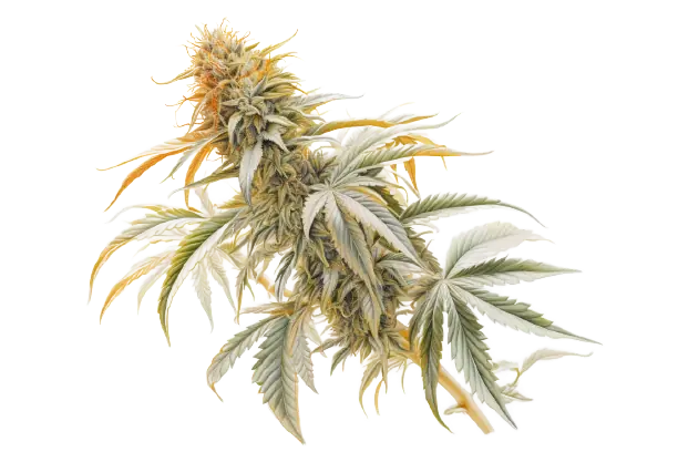 Cannabis ist eine Pflanze mit einer besonderen Wirkung, die ihre Blüte und Blätter in bunten Farben präsentiert. Eine farbenfrohe Blume gehört zu einer Pflanze, die Cannabis genannt wird und viele Eigenschaften hat.